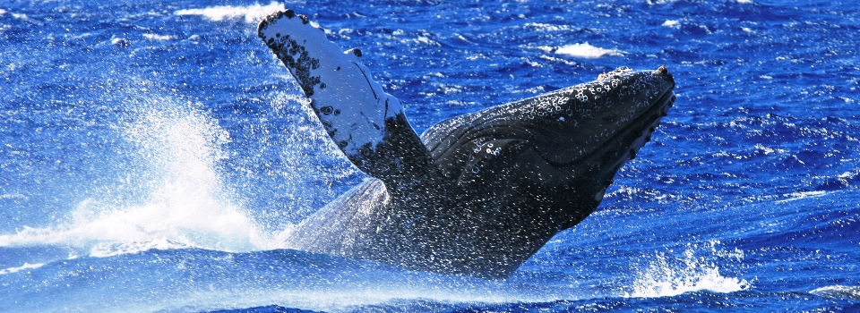 Humpback whale - Pearl Islands