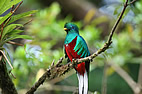 Quetzal