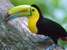 TOUCAN